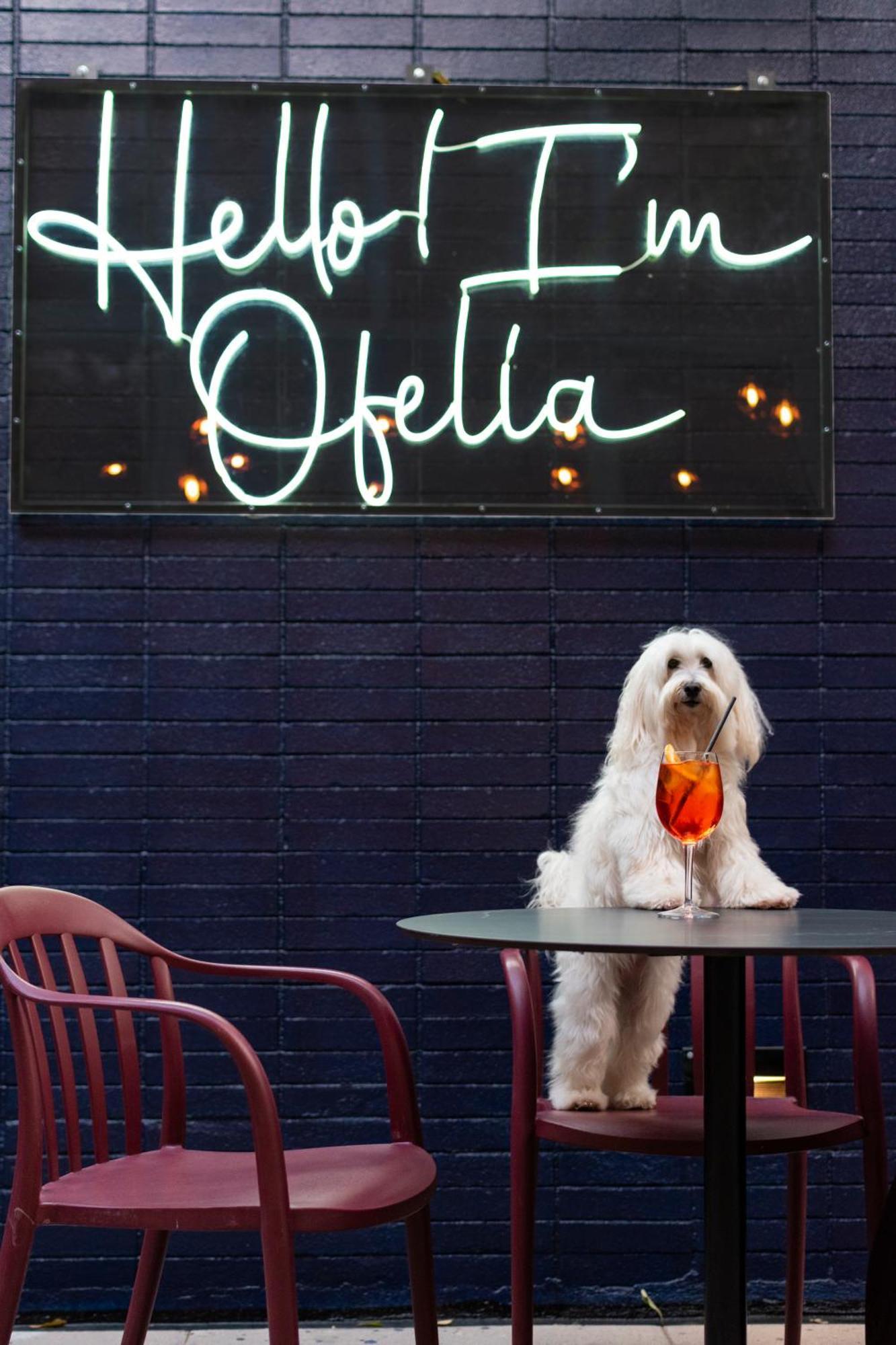 Pullman Santiago Vitacura Εξωτερικό φωτογραφία A dog at the bar